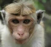 Photograph of a monkey