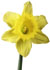 DAFFODIL.JPG