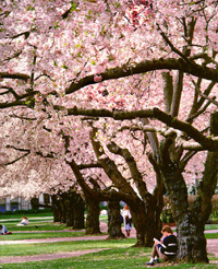 cherry blossoms