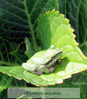 Think Green
