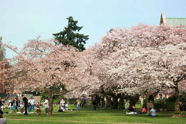 Cherry Trees 2