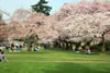 Cherry Trees 3