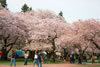 Cherry Trees