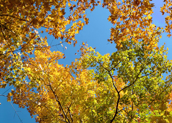 And if I should live to be
The last leaf upon the tree
In the spring,
Let them smile, as I do now,
At the old forsaken bough
Where I cling. 

The Last Leaf
Oliver Wendell Holmes 
