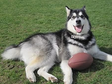 Dubs, the UW mascot