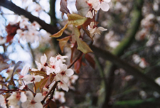 cherry blossoms