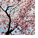Photograph of cherry blossoms