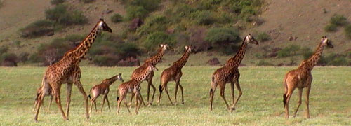 Classic Safari: Kenya & Tanzania