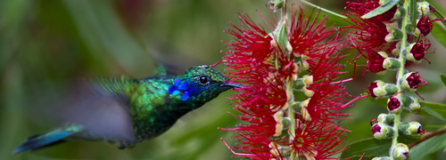 Costa Rica: Light Adventure & Birding