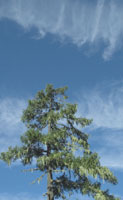 Tree in the Wind River Experimental Forest