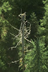 Dying Tree in the Wind River Experimental Forest