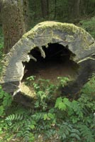 Log in the Wind River Experimental Forest