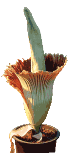 Corpse Flower Corpse Flower