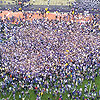 Husky Stadium