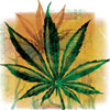 marijuana