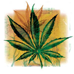 marijuana