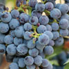 Purple Gold