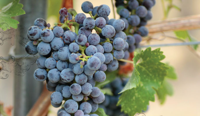 winery
