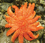 Sea star