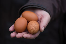 Whidbey Island eggs