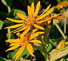 Medicinal Herb Garden. Click to enlarge.