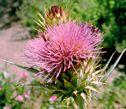 Cardoon in medicinal herb garden.