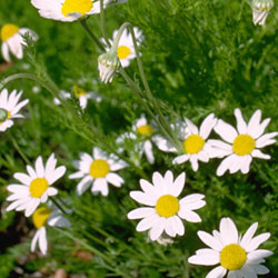 German Chamomile in medicinal herb garden.