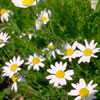 Medicinal Herb Garden. Click to enlarge.