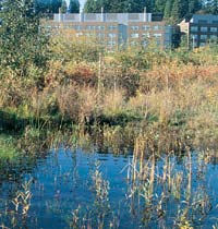 Small ponds or microdepressions built into the wetland act as natural filters for water that drains from higher elevations. Photo by Kathy Sauber.