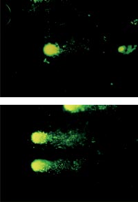 Top: A comet assay of a normal cell shows little DNA damage. Bottom: The same assay of cells exposed to microwave radiation shows "tails" of damaged DNA. Images courtesy of Henry Lai.