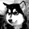 Huskies Celebrating Huskies