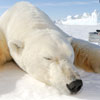 polar bears