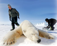 polar bear