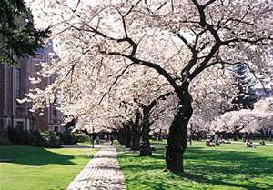 Cherry trees on the quad