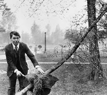 Campus Gardner Ludwig Metzger proudly shows off the roots he cultivated from a branch of the UW's Washington Elm tree. Photo courtesy UW Libraries Special Collections.