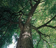 Sunlight streams through the leaves of the UW's current Washington Elm, which grows on the north side of the Communications Building near Stevens Way. Photo by Kathy Sauber.