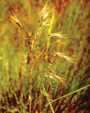 cheatgrass