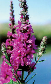 Purple Loosestrife - One of the 10 Worst Invaders in the Pacific Northwest. Photo courtesy the Nature Conservancy.