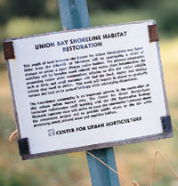 Invasive plants such as the Himalayan blackberry have caused problems in the Union Bay Natural Area for years. Photo by Jon Mamor.