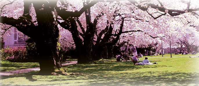 Cherry Trees