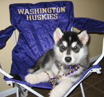 Dubs, the No. 1 mascot