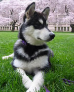 UW mascot Dubs