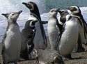 Magellanic penguins in Punta Tombo, Argentina