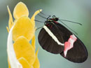 A postman butterfly at the Pacific Science Center