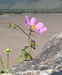 Flower in Upper Yangtze River Basin