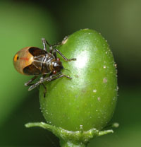 Bug on chili fruit