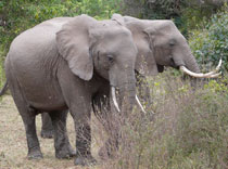 Wild elephants