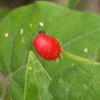 Young chili fruit