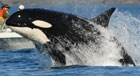 Orcas in Haro Strait (photo  Fred Felleman)