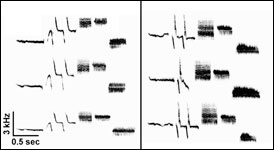 Songbird sonograms